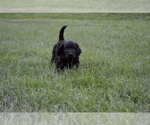 Small Photo #5 Australian Labradoodle Puppy For Sale in COLORADO SPRINGS, CO, USA