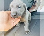 Small Photo #1 Labrador Retriever Puppy For Sale in BLACK FOREST, CO, USA