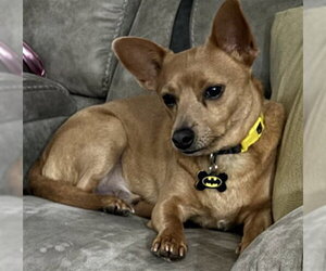 Chihuahua-Unknown Mix Dogs for adoption in Tavares, FL, USA