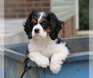 Cavalier King Charles Spaniel Puppy for sale in FREDERICKSBG, OH, USA