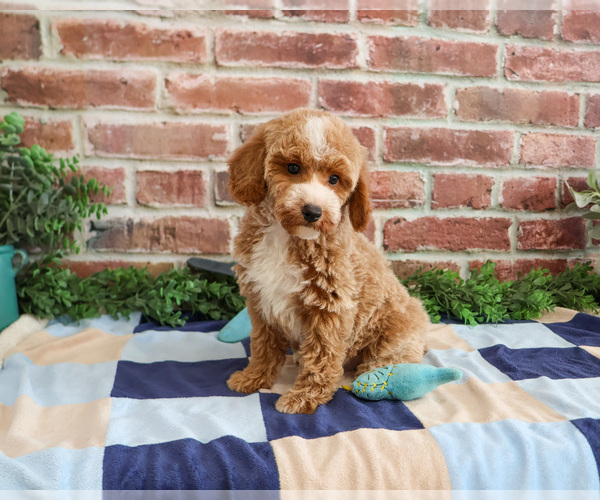 Medium Photo #14 Poodle (Miniature) Puppy For Sale in SYRACUSE, IN, USA