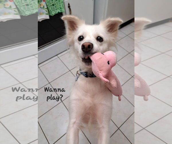 Medium Photo #3 American Eskimo Dog-Unknown Mix Puppy For Sale in Pikesville, MD, USA