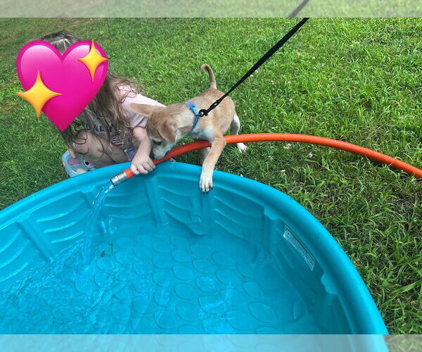 Medium Photo #10 Chihuahua-Spaniel Mix Puppy For Sale in Brewster, NY, USA
