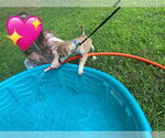 Small #9 Chihuahua-Spaniel Mix