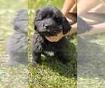 Puppy 3 Tibetan Mastiff