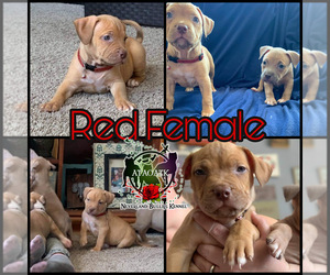 American Bully Puppy for sale in MARYSVILLE, OH, USA