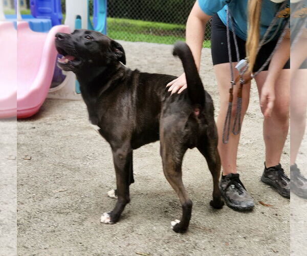 Medium Photo #18 Mutt Puppy For Sale in Myrtle Beach, SC, USA