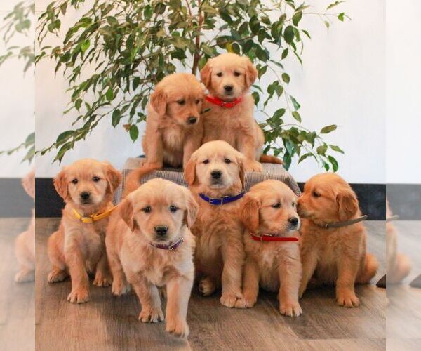 Medium Photo #2 Golden Retriever Puppy For Sale in LITITZ, PA, USA