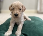 Small Photo #5 Goldendoodle Puppy For Sale in EDMOND, OK, USA