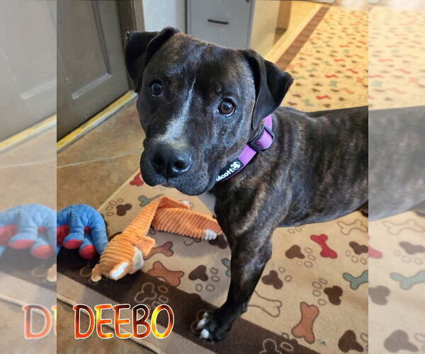 Medium Photo #6 American Staffordshire Terrier-Mastiff Mix Puppy For Sale in Port Clinton, OH, USA