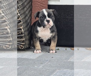 American Bully Puppy for sale in NORTH PORT, FL, USA