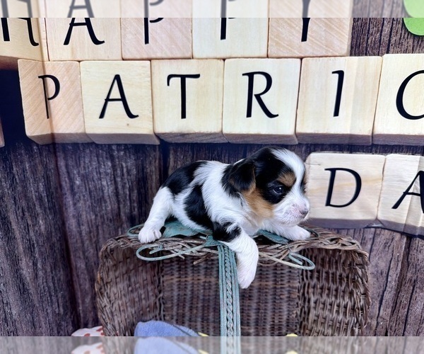 Medium Photo #7 Morkie Puppy For Sale in CASSVILLE, MO, USA