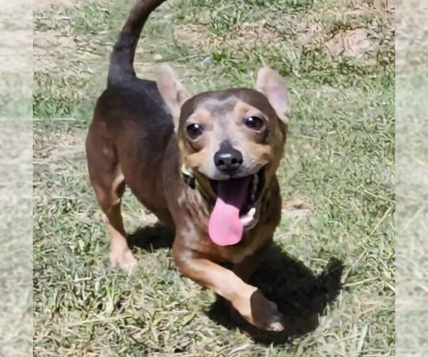 Medium Photo #2 Dachshund-Unknown Mix Puppy For Sale in Alexander, AR, USA