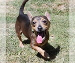 Small #1 Dachshund Mix