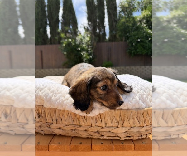 Medium Photo #3 Dachshund Puppy For Sale in NORTH HIGHLANDS, CA, USA