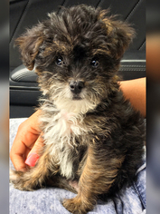 Morkie Puppy for sale in KATY, TX, USA