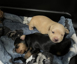Image preview for Ad Listing. Nickname: Litter of 2