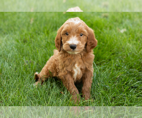 Medium Photo #31 Goldendoodle-Poodle (Miniature) Mix Puppy For Sale in NAPPANEE, IN, USA