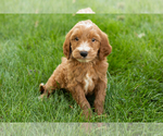 Small #30 Goldendoodle-Poodle (Miniature) Mix