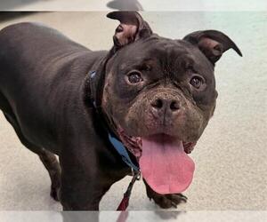 American Staffordshire Terrier-Unknown Mix Dogs for adoption in Tallahassee, FL, USA