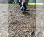 Small Photo #4 Miniature Australian Shepherd Puppy For Sale in BELLVILLE, OH, USA