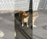 Small #2 Mutt