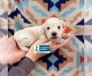 Schnoodle (Miniature) Puppy for sale in WINNSBORO, LA, USA