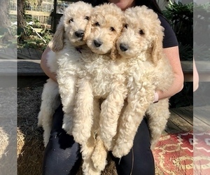 Labradoodle Puppy for sale in MAGNOLIA, TX, USA