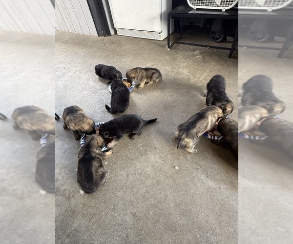 Medium Photo #1 German Shepherd Dog Puppy For Sale in LANCASTER, CA, USA