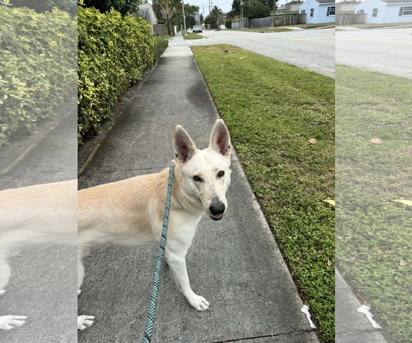Medium Photo #6 German Shepherd Dog Puppy For Sale in Plantation, FL, USA