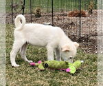 Small Photo #4 Great Pyrenees-Unknown Mix Puppy For Sale in Croydon, NH, USA
