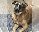 Small Anatolian Shepherd Mix
