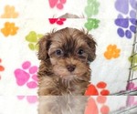 Small #4 Cockapoo (Toy)-Poodle (Toy) Mix