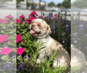 Father of the Shih Tzu puppies born on 06/21/2025