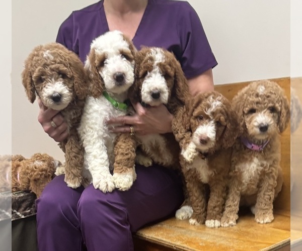 Medium Photo #3 Goldendoodle (Miniature) Puppy For Sale in WILMINGTON, NC, USA