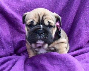 Bulldog Puppy for sale in QUARRYVILLE, PA, USA