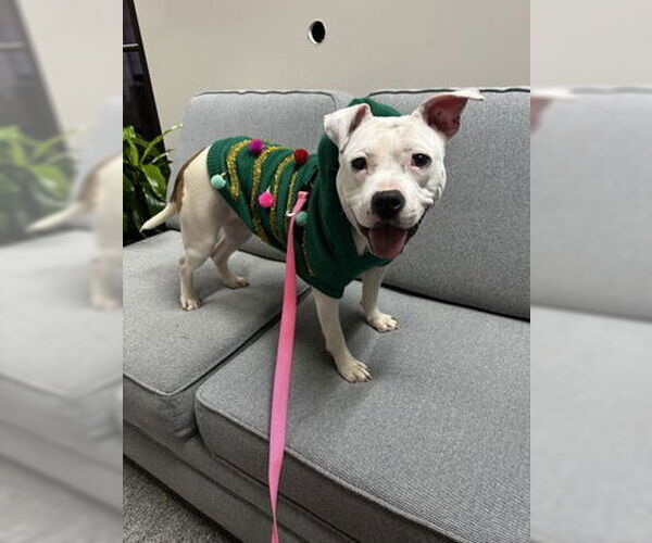 Medium Photo #3 Mutt Puppy For Sale in North Myrtle Beach, SC, USA