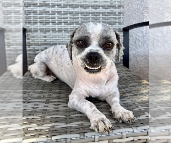 Medium Photo #1 Shih Tzu-Unknown Mix Puppy For Sale in Marina Del Rey, CA, USA