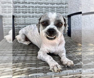 Shih Tzu-Unknown Mix Dogs for adoption in Marina Del Rey, CA, USA