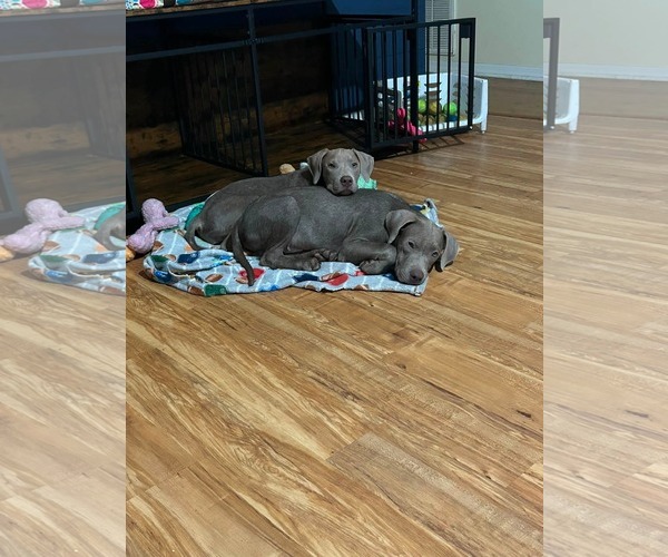 Medium Photo #3 Weimaraner Puppy For Sale in Brooksville, FL, USA