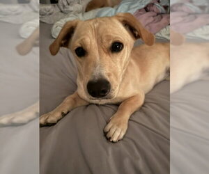 Dachsador Dogs for adoption in Oakhurst, NJ, USA