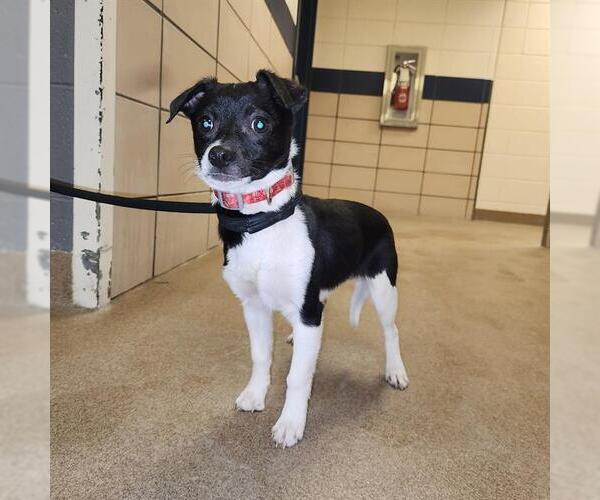 Medium Photo #4  Puppy For Sale in , 