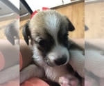 Small Photo #6 Beagle-Siberian Husky Mix Puppy For Sale in SULPHUR, LA, USA