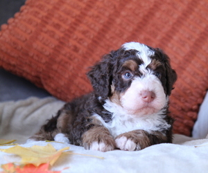 Bernedoodle Litter for sale in FREDERICKSBURG, OH, USA