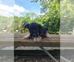 Small Photo #2 Australian Cattle Dog-Schnauzer (Standard) Mix Puppy For Sale in BLACKBIRD, DE, USA