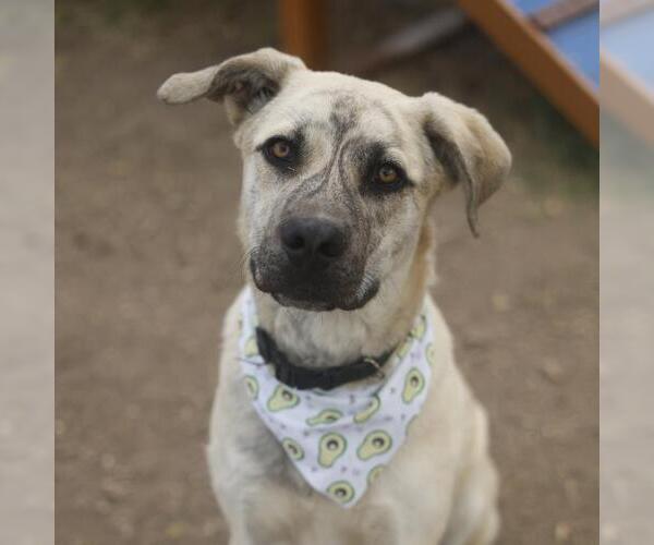 Medium Photo #1 American Staffordshire Terrier-Unknown Mix Puppy For Sale in San Antonio, TX, USA