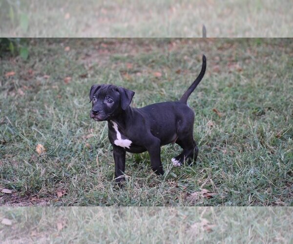 Medium Photo #5 American Pit Bull Terrier Puppy For Sale in Topeka, KS, USA