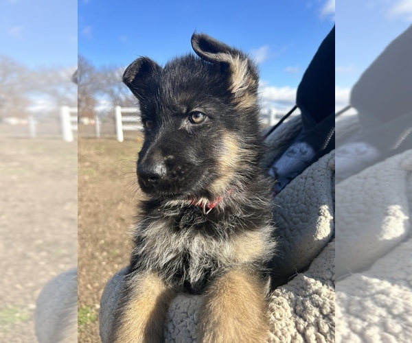 Medium Photo #10 German Shepherd Dog Puppy For Sale in SPRINGFIELD, IL, USA