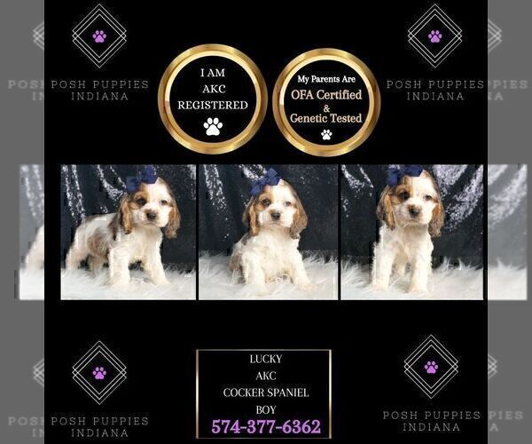 Medium Photo #3 Cocker Spaniel Puppy For Sale in WARSAW, IN, USA