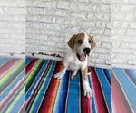 Small #7 Great Dane Mix